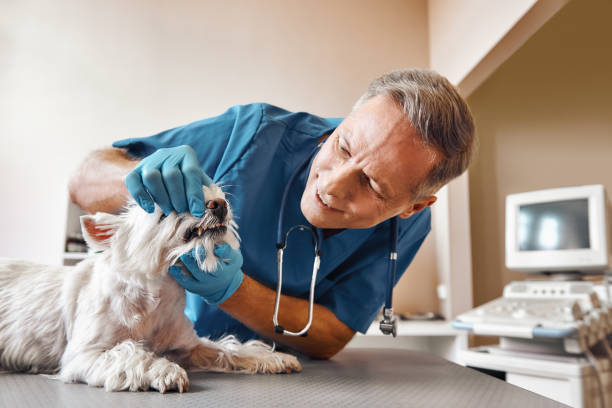 Best Emergency Dental Extractions in Orleans, IN
